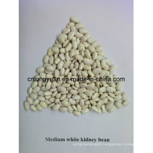 Good Quality Chinese Medium White Kidney Bean